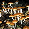 Can Magic Mushrooms Cure Depression