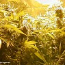 The Netherlands New Anti-Growshop Law