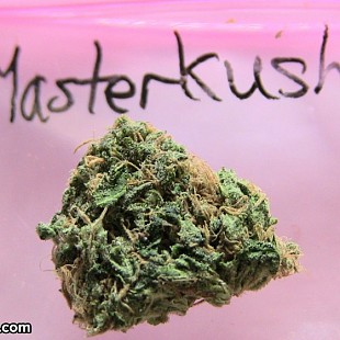 SG Master Kush Prix DAmi Amsterd