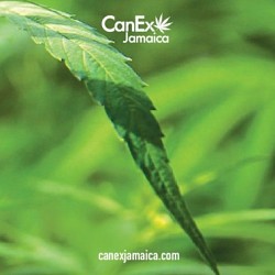 20121292 332565927165973 9032932