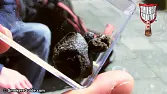 Amnesia Block Hash